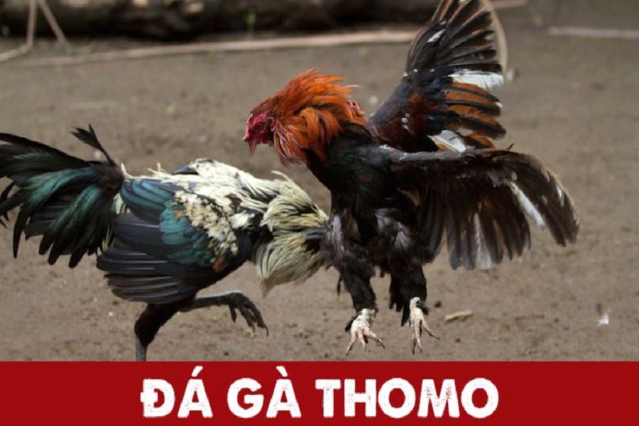 Đá gà Thomo Campuchia